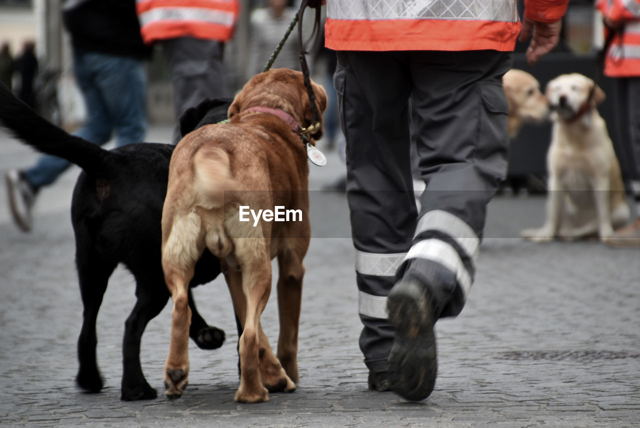 Low section of man with dogs walking on street