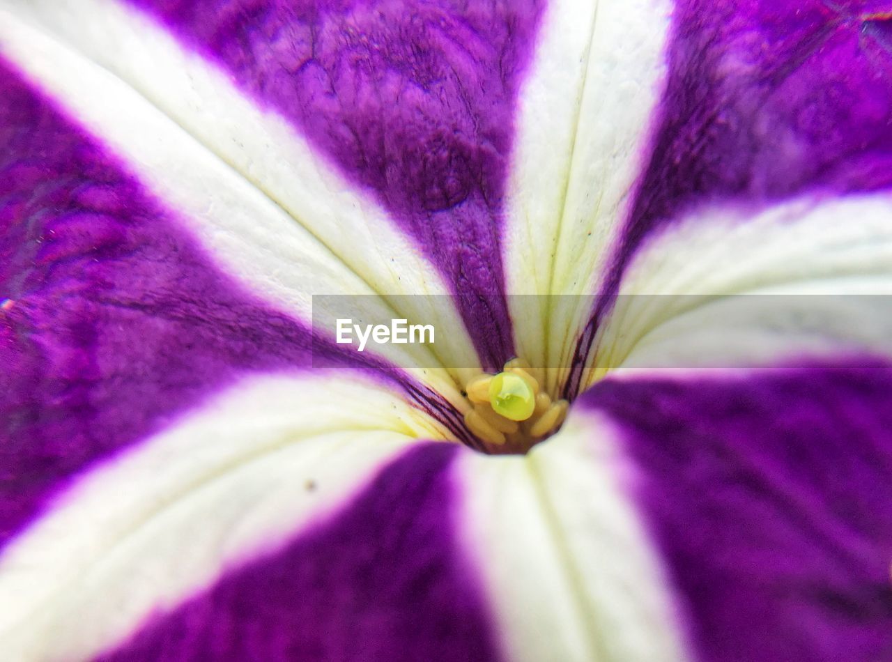 FULL FRAME SHOT OF PURPLE DAY LILY