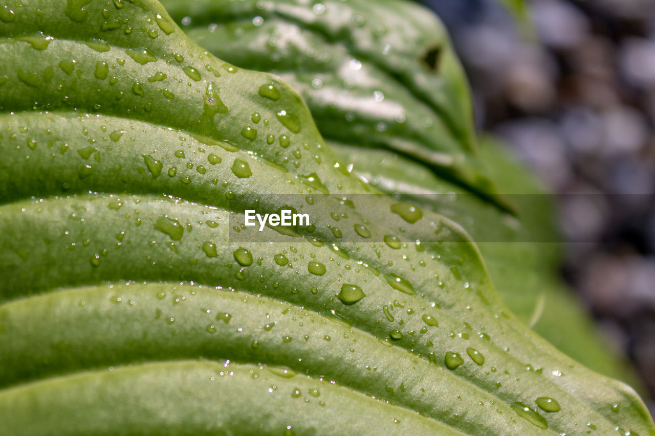 Close-up of raindrops on leaves