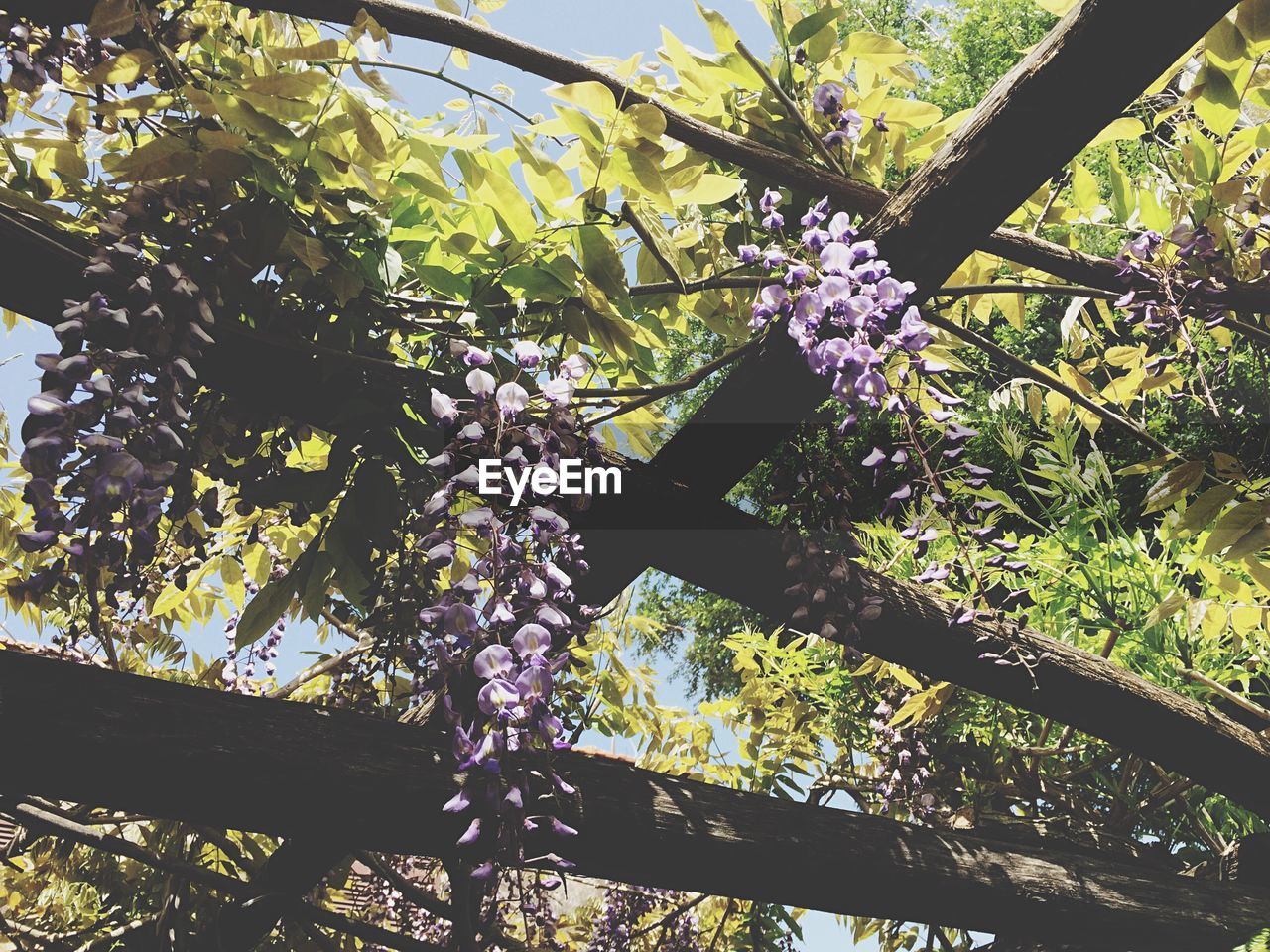 Low angle view of flowers blooming on built structure