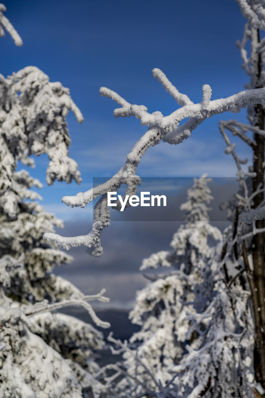 CLOSE-UP OF FROZEN TREE AGAINST SKY