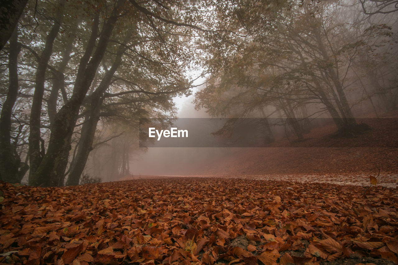 Trees on field during autumn