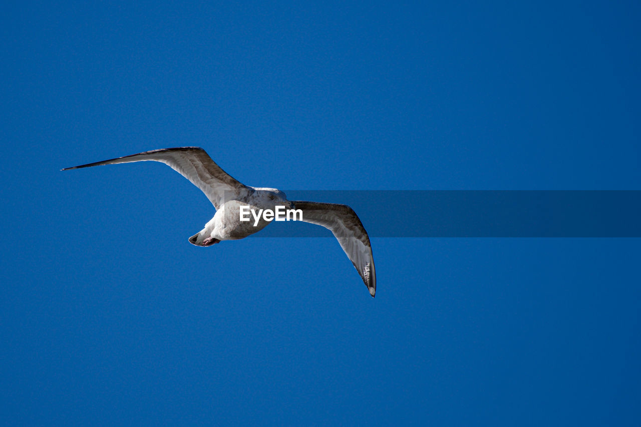 animal themes, animal, animal wildlife, bird, wildlife, flying, one animal, blue, sky, spread wings, clear sky, no people, nature, animal body part, wing, mid-air, seabird, copy space, beak, gull, motion, full length, outdoors, low angle view, day, sunny