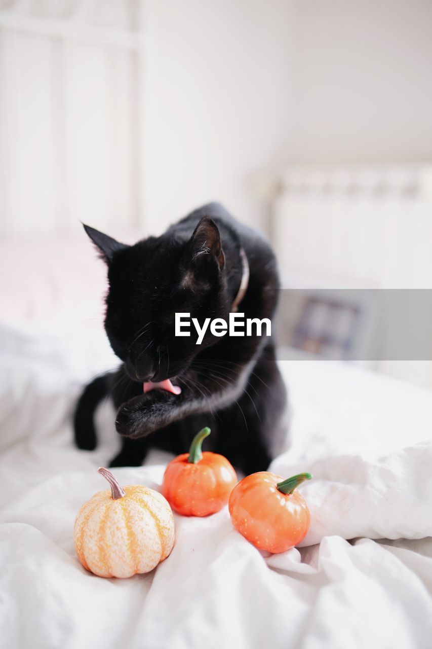 Witch black cat with open mouth showing fangs and pumpkins on the bed. halloween concept