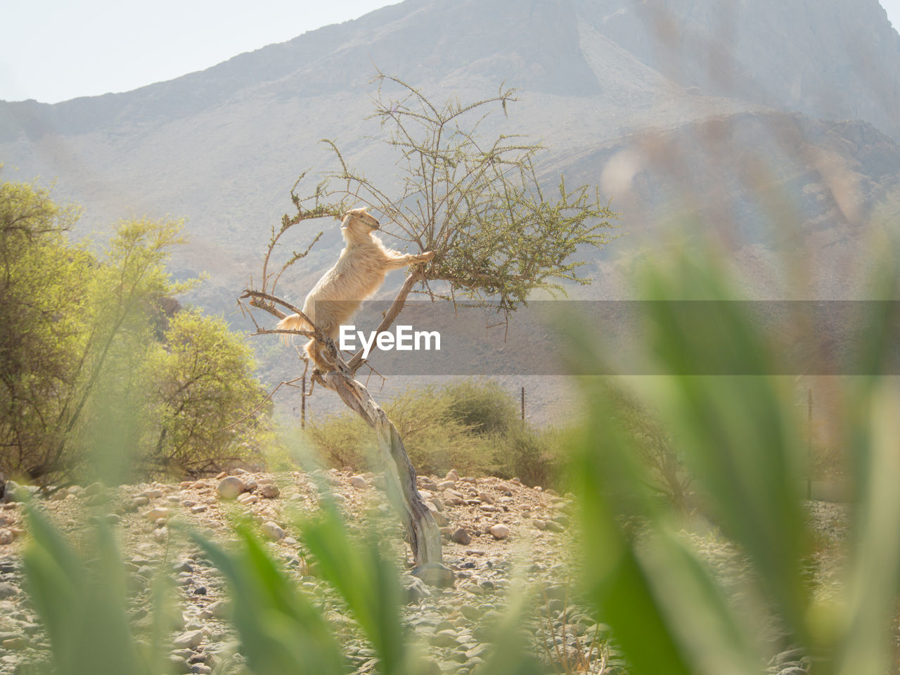 View to the climbing goat to the small tree for eating green leaves. oman.