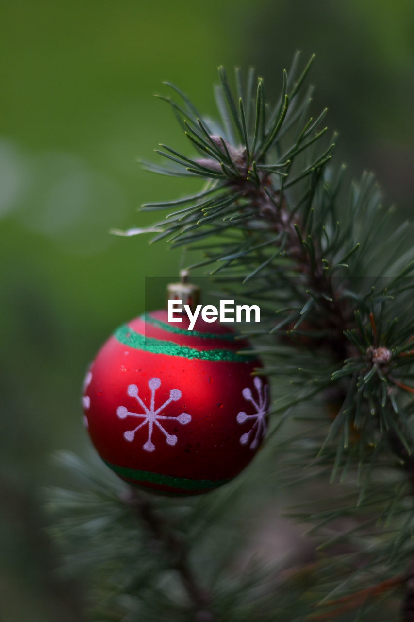 CLOSE-UP OF CHRISTMAS DECORATION