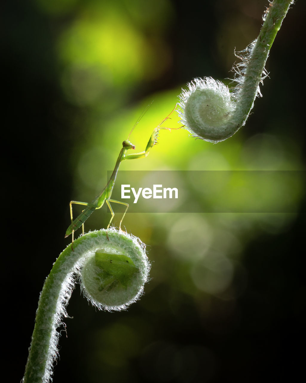 green, nature, close-up, macro photography, leaf, insect, animal, no people, flower, focus on foreground, plant stem, animal themes, plant, beauty in nature, macro, one animal, animal wildlife, magnification, outdoors, plant part, fragility, selective focus, wildlife, branch, growth