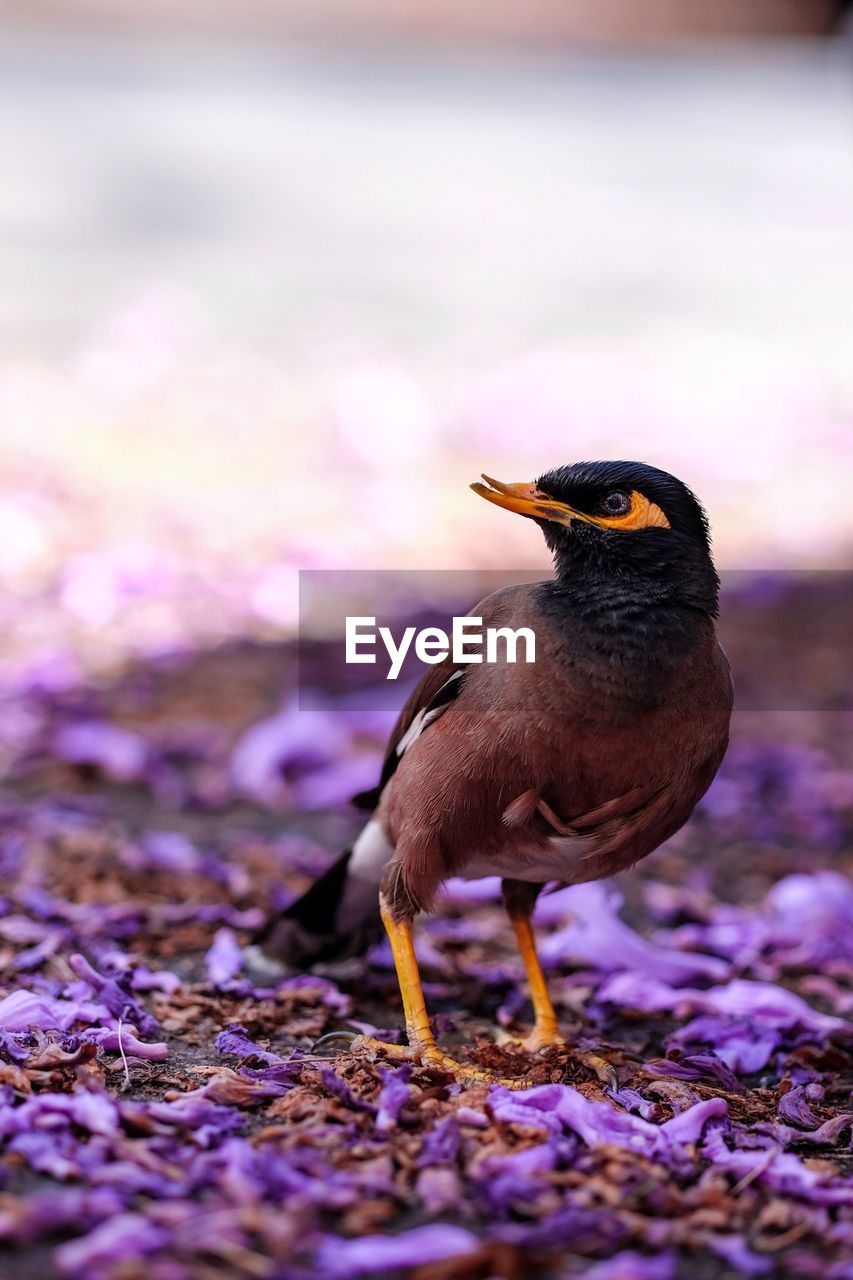 Close-up of bird on field