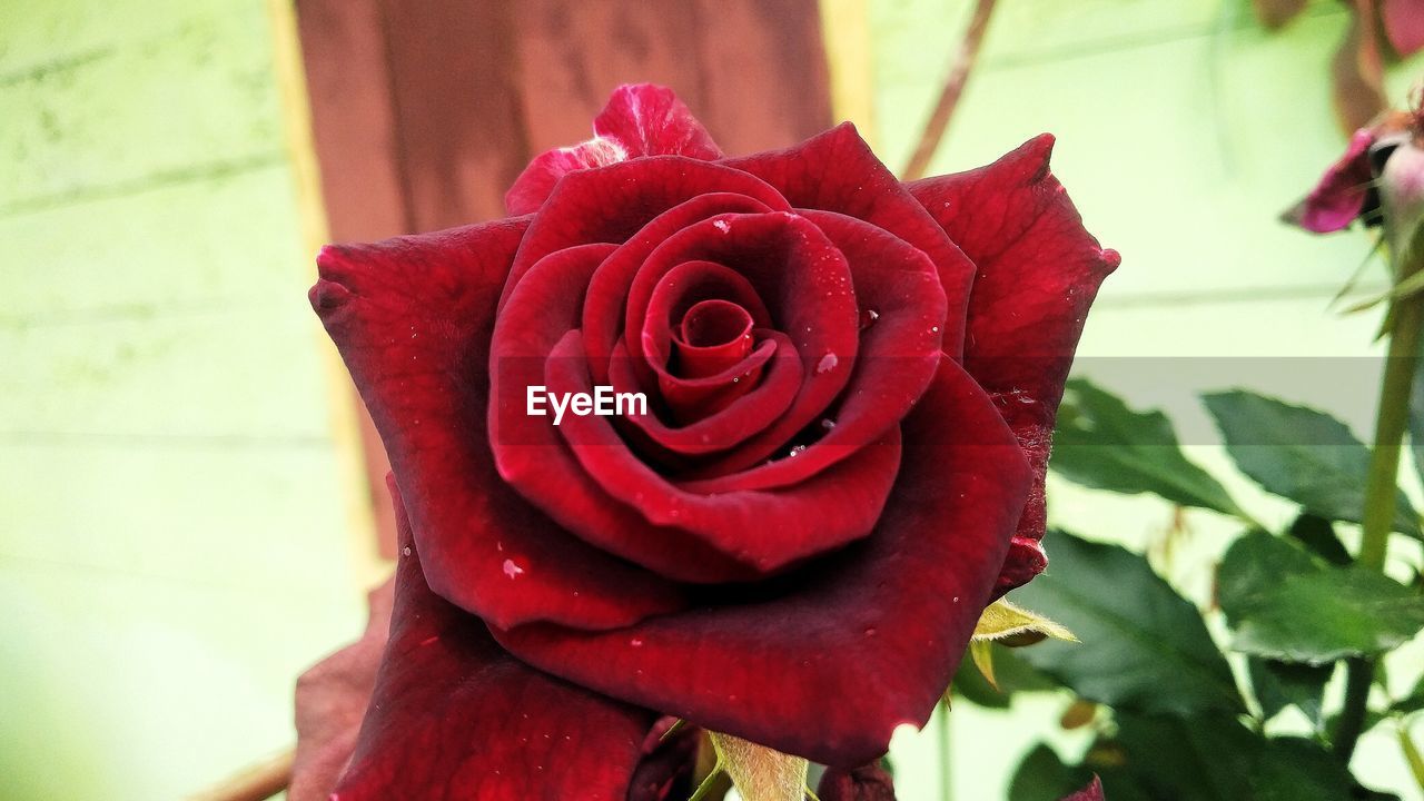 CLOSE-UP OF RED ROSE ON LEAF