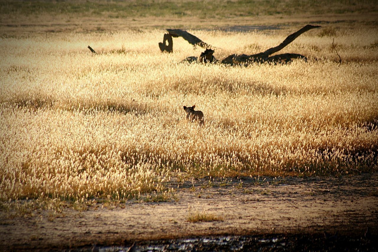 BIRDS AT BEACH