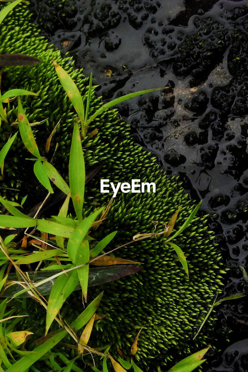 CLOSE-UP OF WET PLANTS