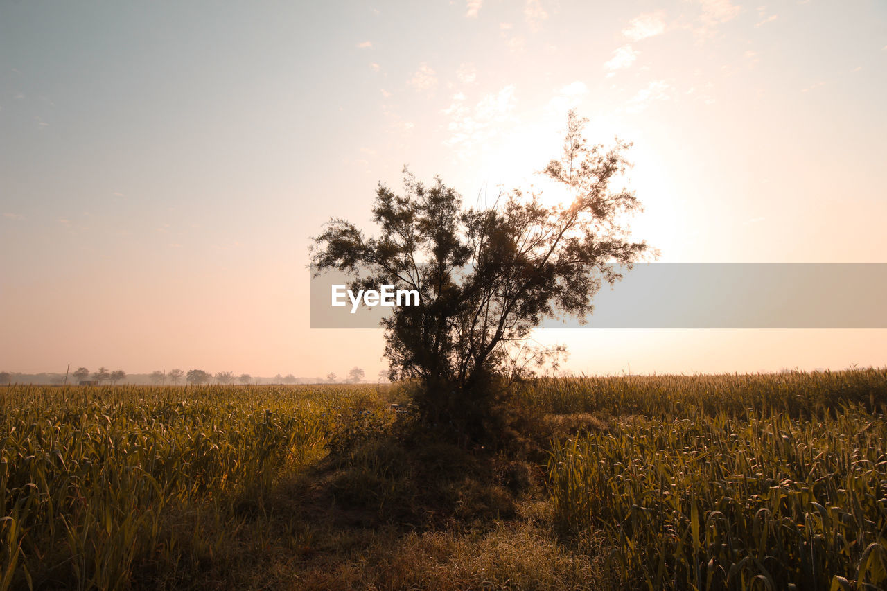 landscape, plant, sky, nature, field, environment, morning, land, horizon, agriculture, rural scene, tree, beauty in nature, crop, scenics - nature, tranquility, sunrise, grass, sun, growth, dawn, sunlight, cloud, no people, twilight, savanna, tranquil scene, horizon over land, cereal plant, back lit, food, idyllic, outdoors, plain, gold, single tree, food and drink, summer, prairie, non-urban scene, meadow, autumn, rural area, farm, sunbeam, yellow, flower, orange color, blue, lens flare, grassland, corn, clear sky, hill, urban skyline, silhouette, vibrant color, copy space, multi colored, sunny, social issues, leaf, freshness, natural environment