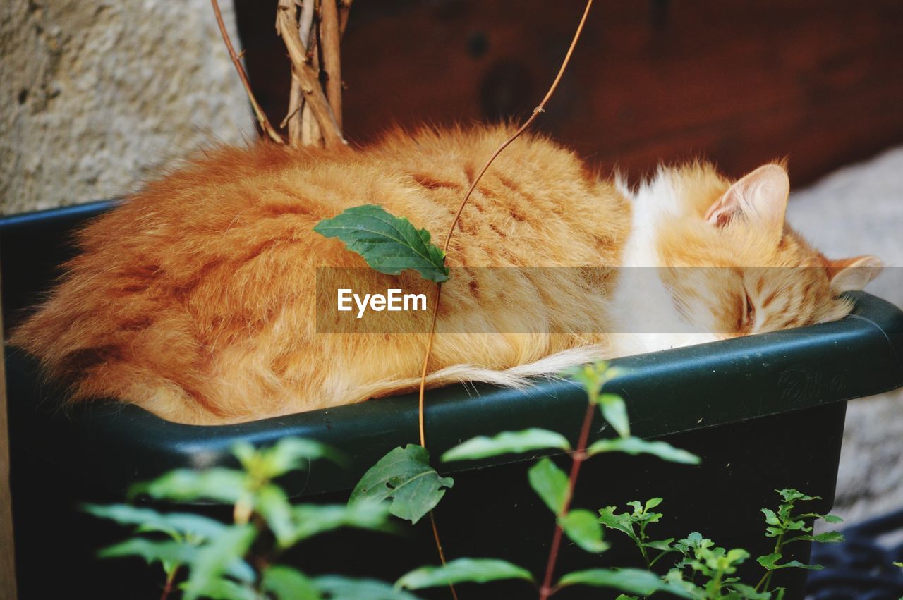 CAT SLEEPING IN A GREEN FLOWER