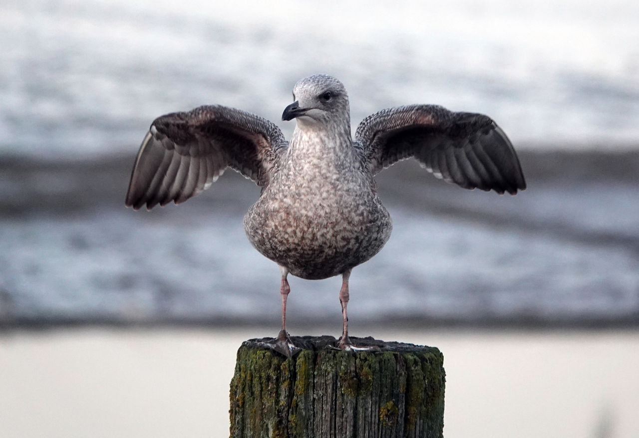 Close-up of seagull on wooden post