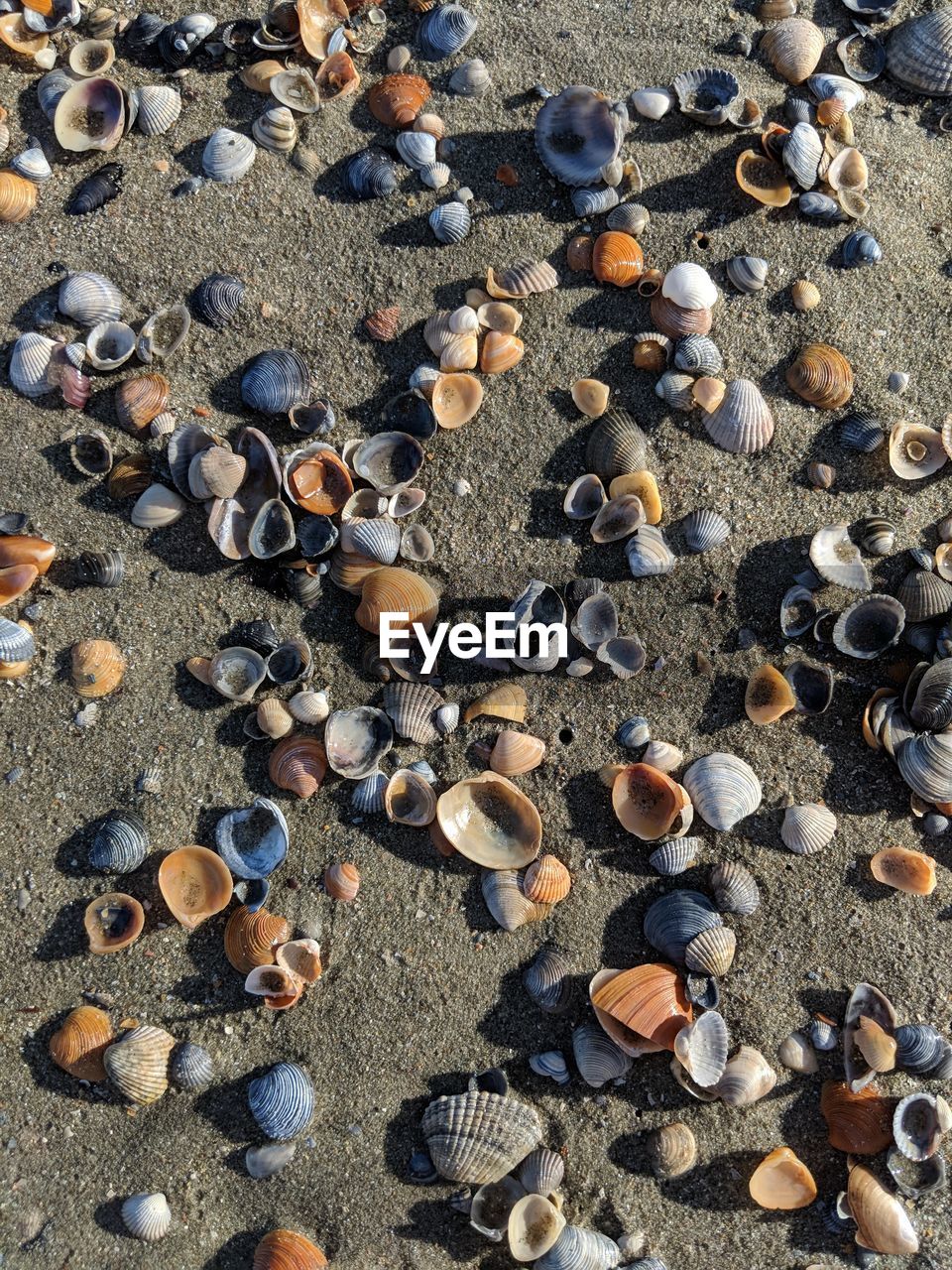 beach, land, large group of objects, high angle view, pebble, shell, no people, day, sand, nature, full frame, abundance, seashell, rock, backgrounds, stone, animal shell, sunlight, outdoors, variation, animal wildlife, animal, sea, beauty in nature, close-up