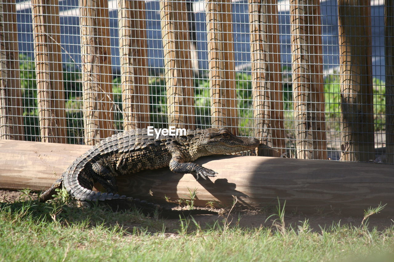 Alligator in zoo