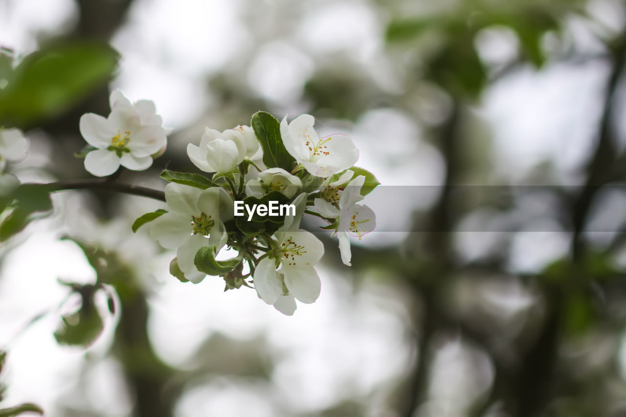 plant, flower, flowering plant, branch, beauty in nature, freshness, tree, growth, nature, blossom, springtime, fragility, white, close-up, produce, flower head, selective focus, no people, petal, inflorescence, spring, outdoors, food, plant part, twig, macro photography, fruit, focus on foreground, leaf, food and drink, botany, day, fruit tree, green, apple blossom, shrub, apple tree, defocused