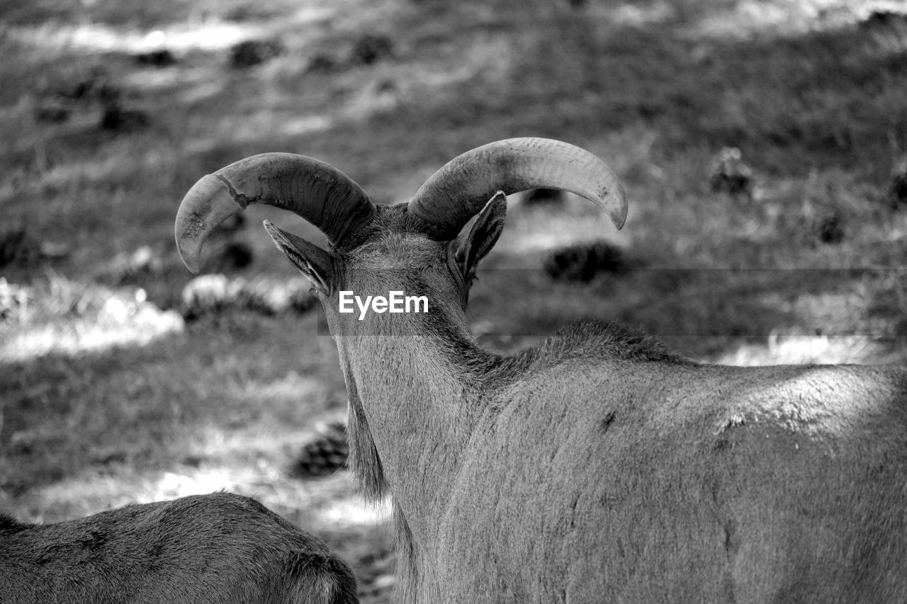 High angle view of goats on field