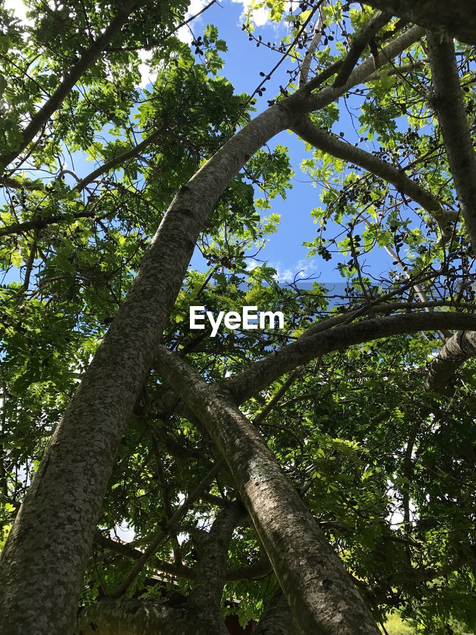 Low angle view of tree against sky