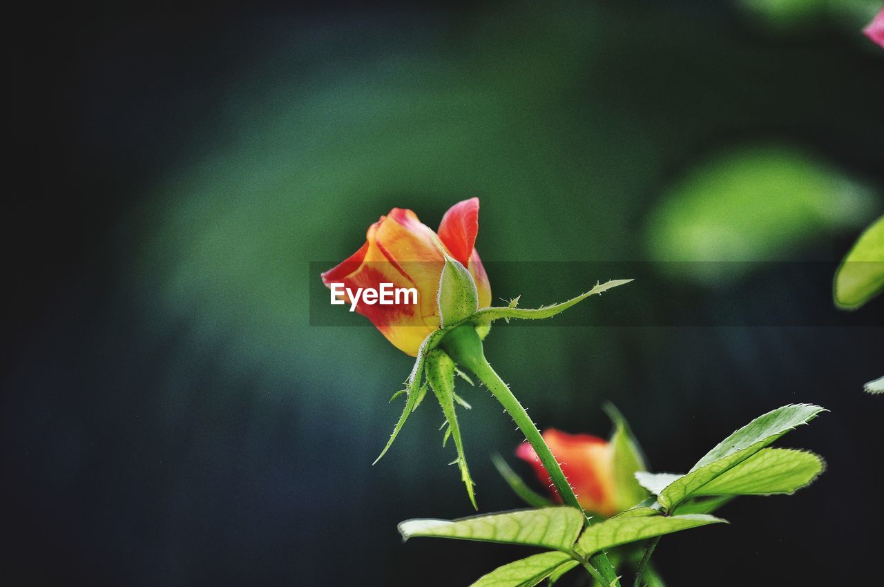 CLOSE-UP OF ROSE FLOWER