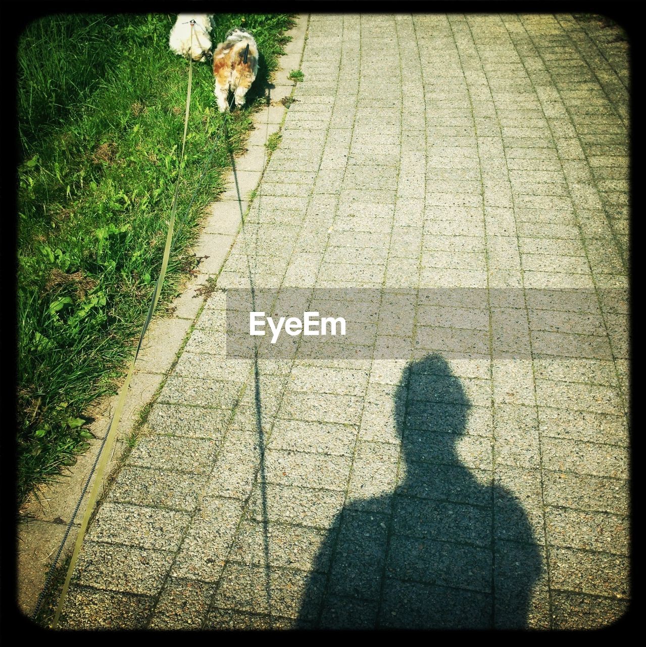 Rear view of maltipoo poodles walking on grass with shadow of person on footpath