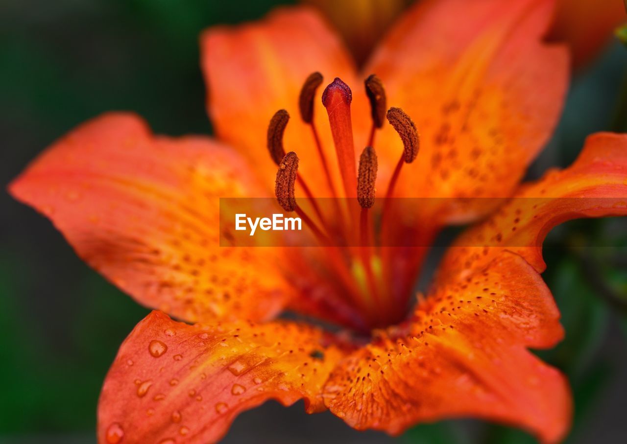 Close up of orange lily in bloom