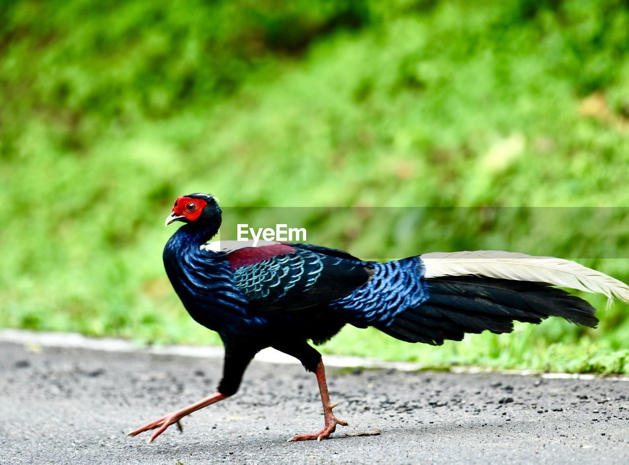 SIDE VIEW OF A BIRD ON FIELD