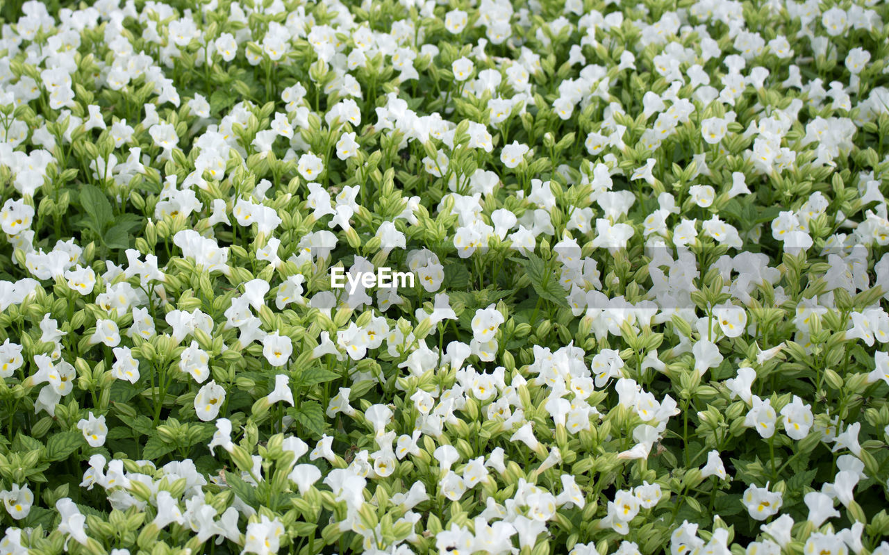 FULL FRAME SHOT OF WHITE FLOWERING PLANT
