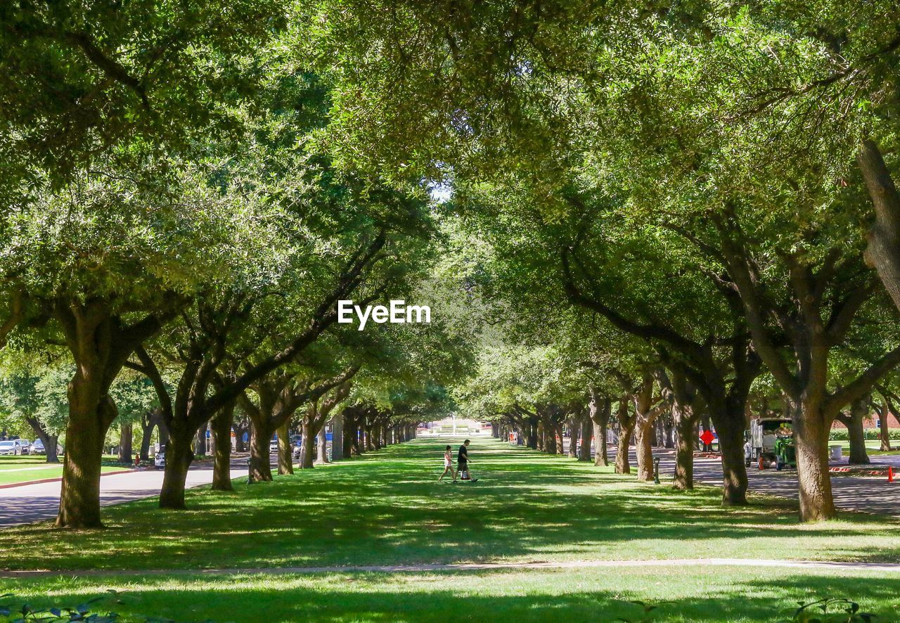 Grassy footpath under tree canopy