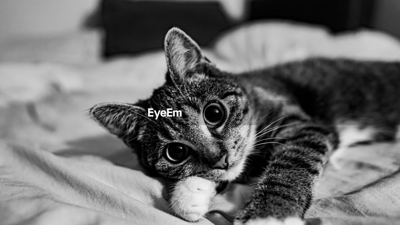 CLOSE-UP PORTRAIT OF CAT LYING ON BED