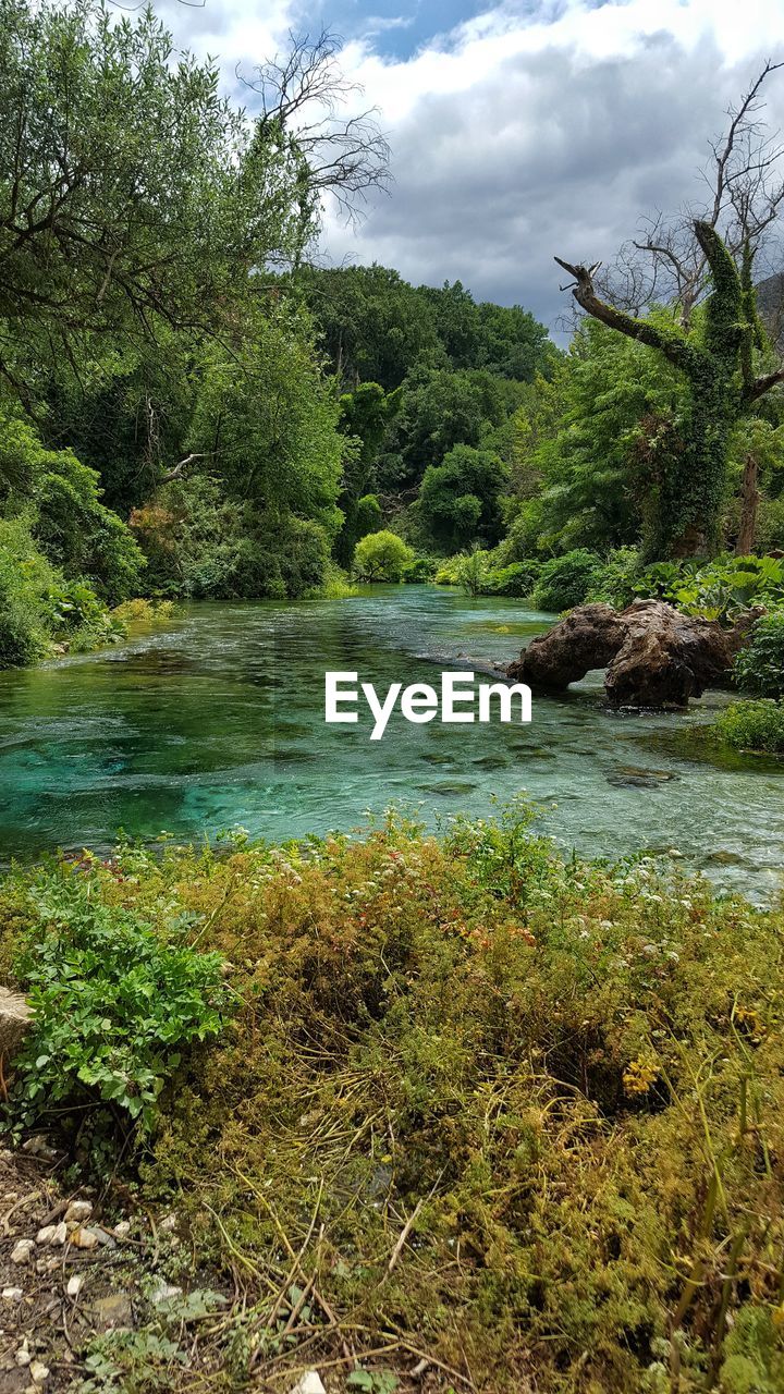 VIEW OF RIVER IN FOREST