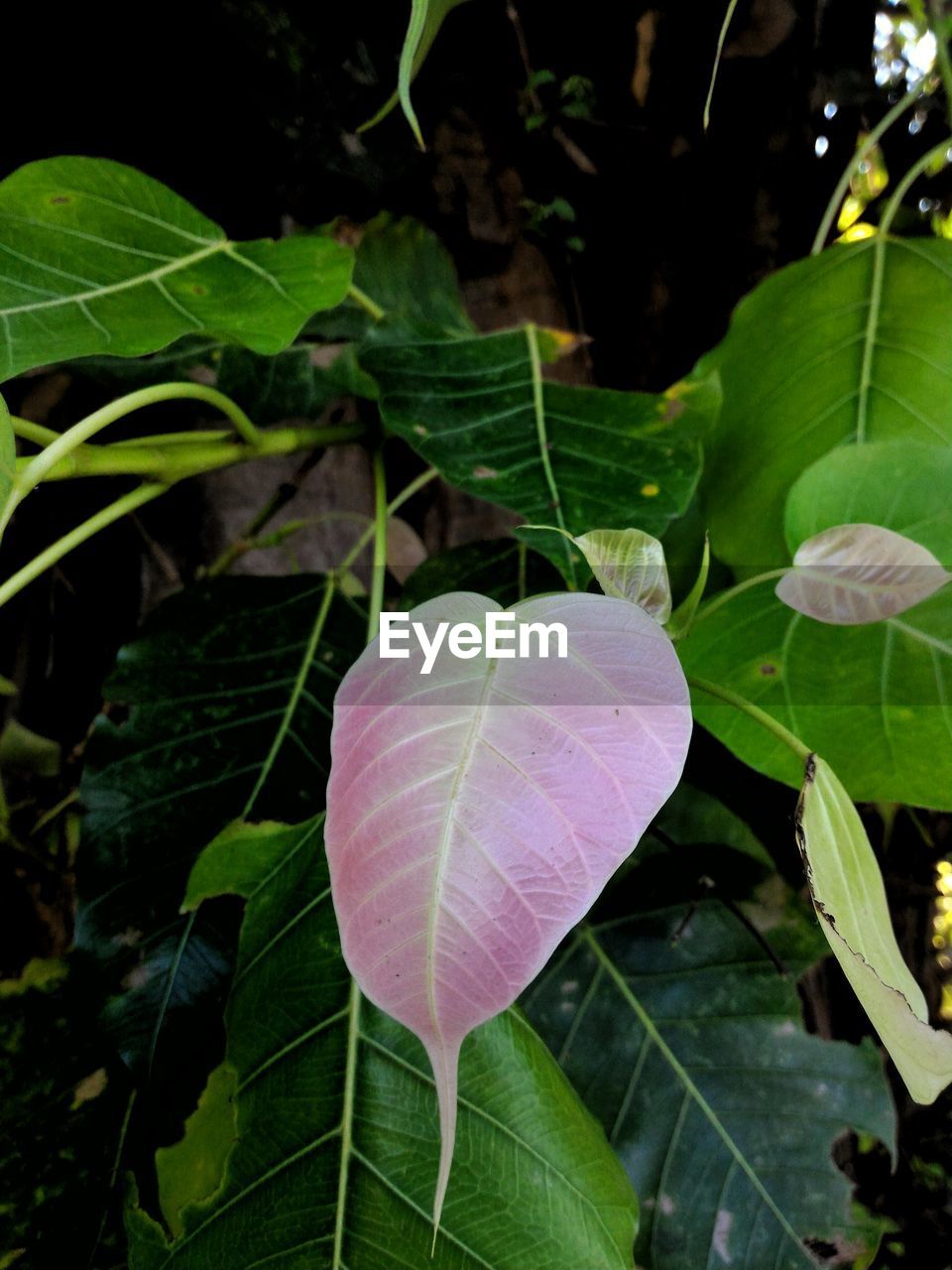 CLOSE-UP OF LEAVES ON PLANT