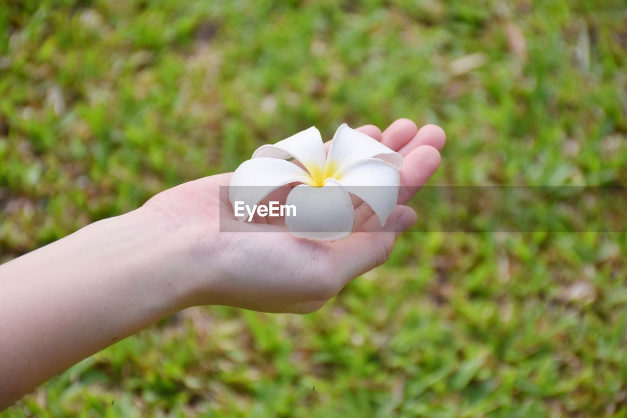Close-up of person holding white flower