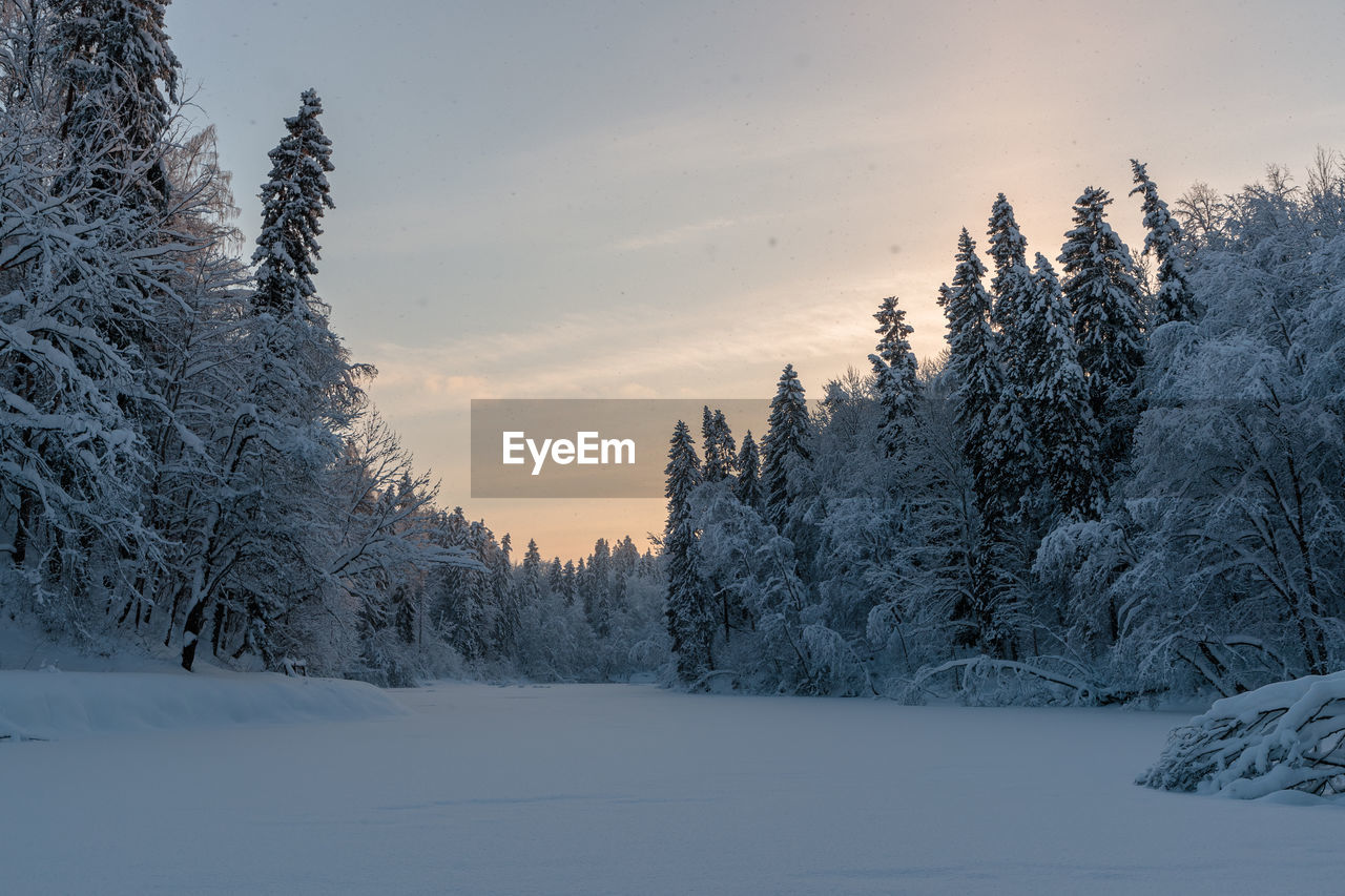 SNOW COVERED TREES AGAINST SKY DURING WINTER