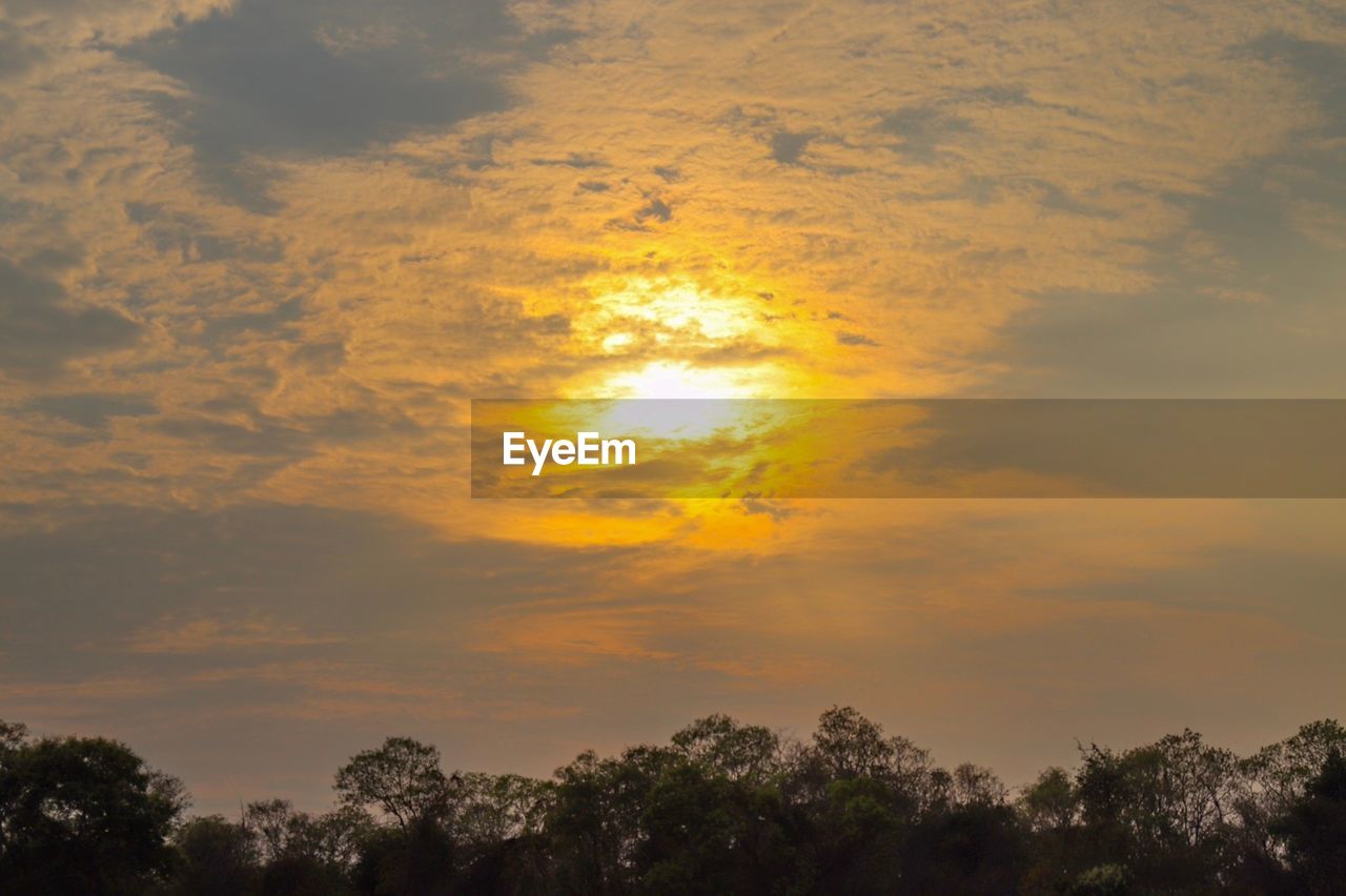 LOW ANGLE VIEW OF TREES AGAINST ORANGE SKY