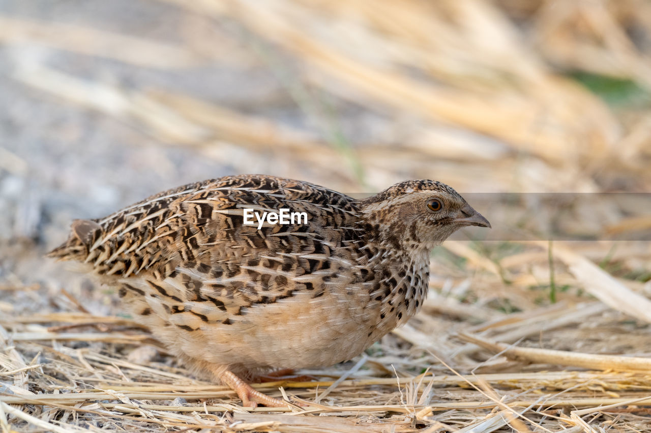 animal themes, animal, bird, animal wildlife, wildlife, one animal, snipe, nature, no people, grass, close-up, lark, quail, beak, plant, focus on foreground, full length, side view, agriculture, young animal, outdoors, day, landscape, environment, brown, selective focus, land, portrait, sandpiper, plain, prairie, field