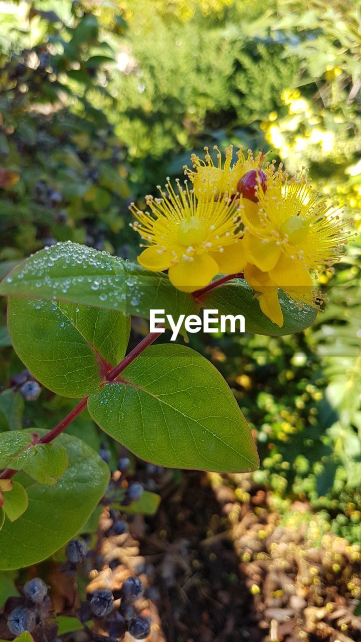 CLOSE-UP OF YELLOW FLOWERS ON PLANT