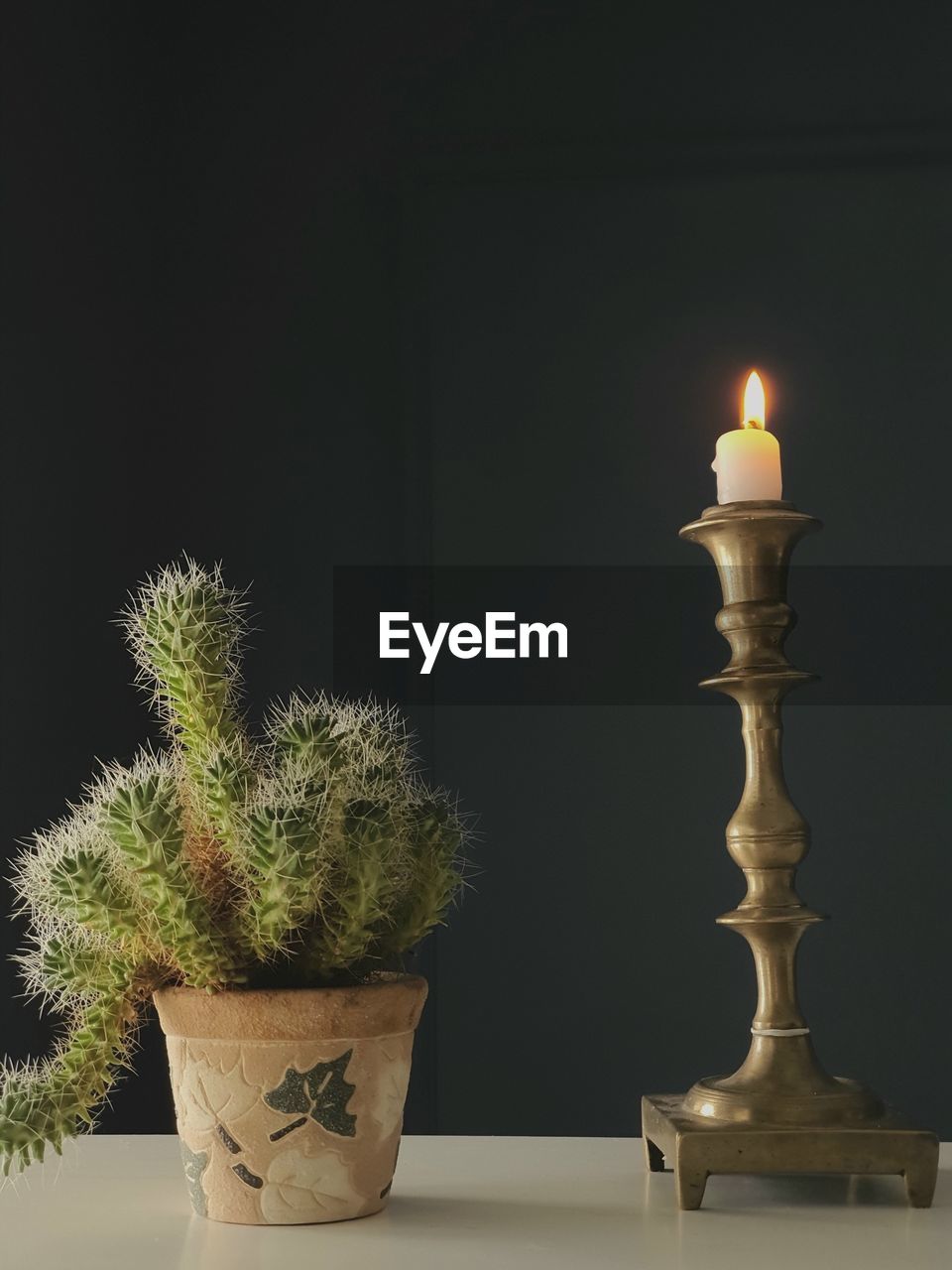 CLOSE-UP OF POTTED PLANT AGAINST BLACK BACKGROUND