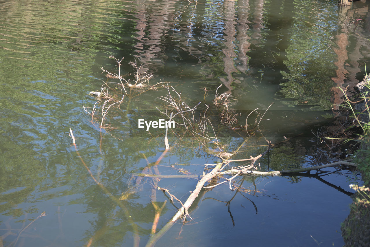 TREE BRANCHES OVER LAKE