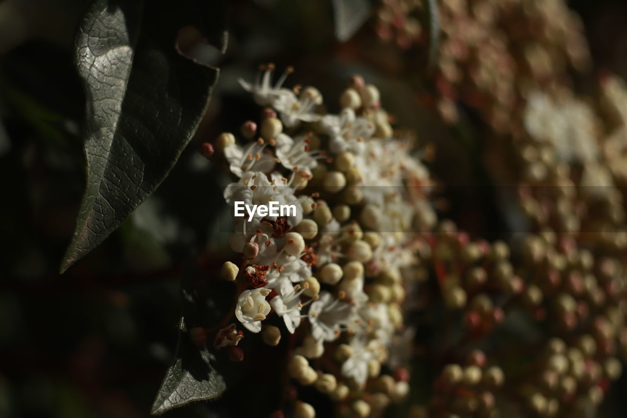 CLOSE-UP OF FLOWERS