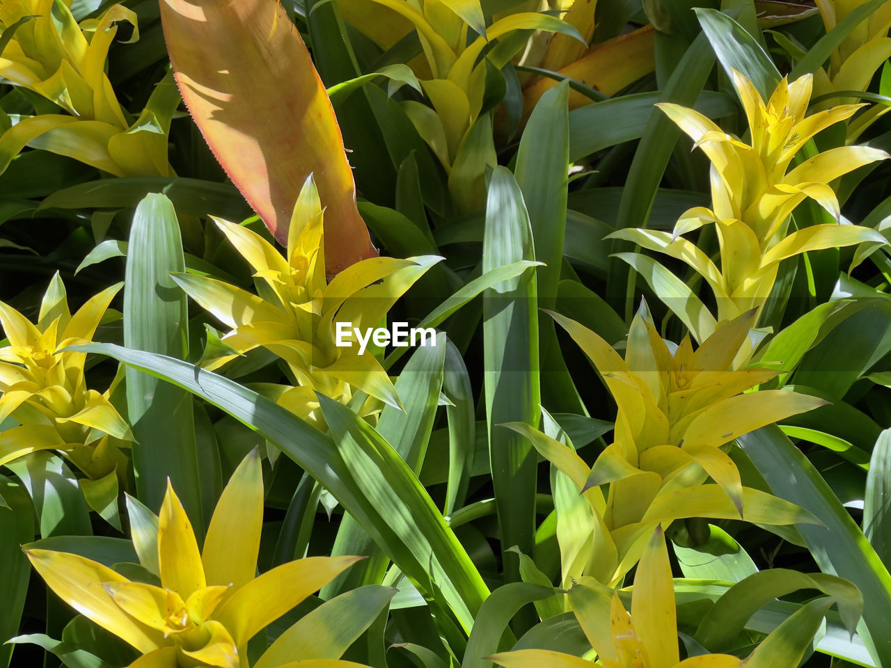 Close-up of yellow flowering plant