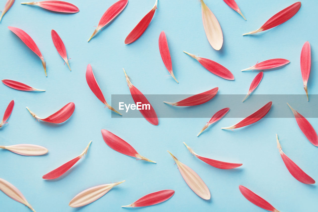 Directly above shot of feathers on blue background