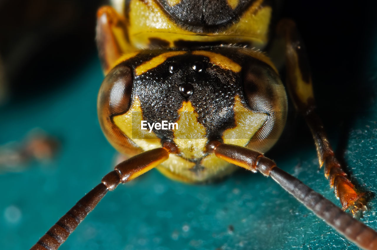 CLOSE-UP OF INSECT ON LEAF