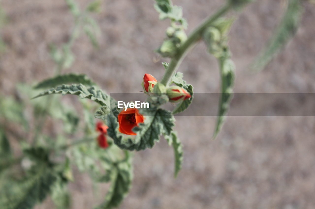 Close-up of flower on plant