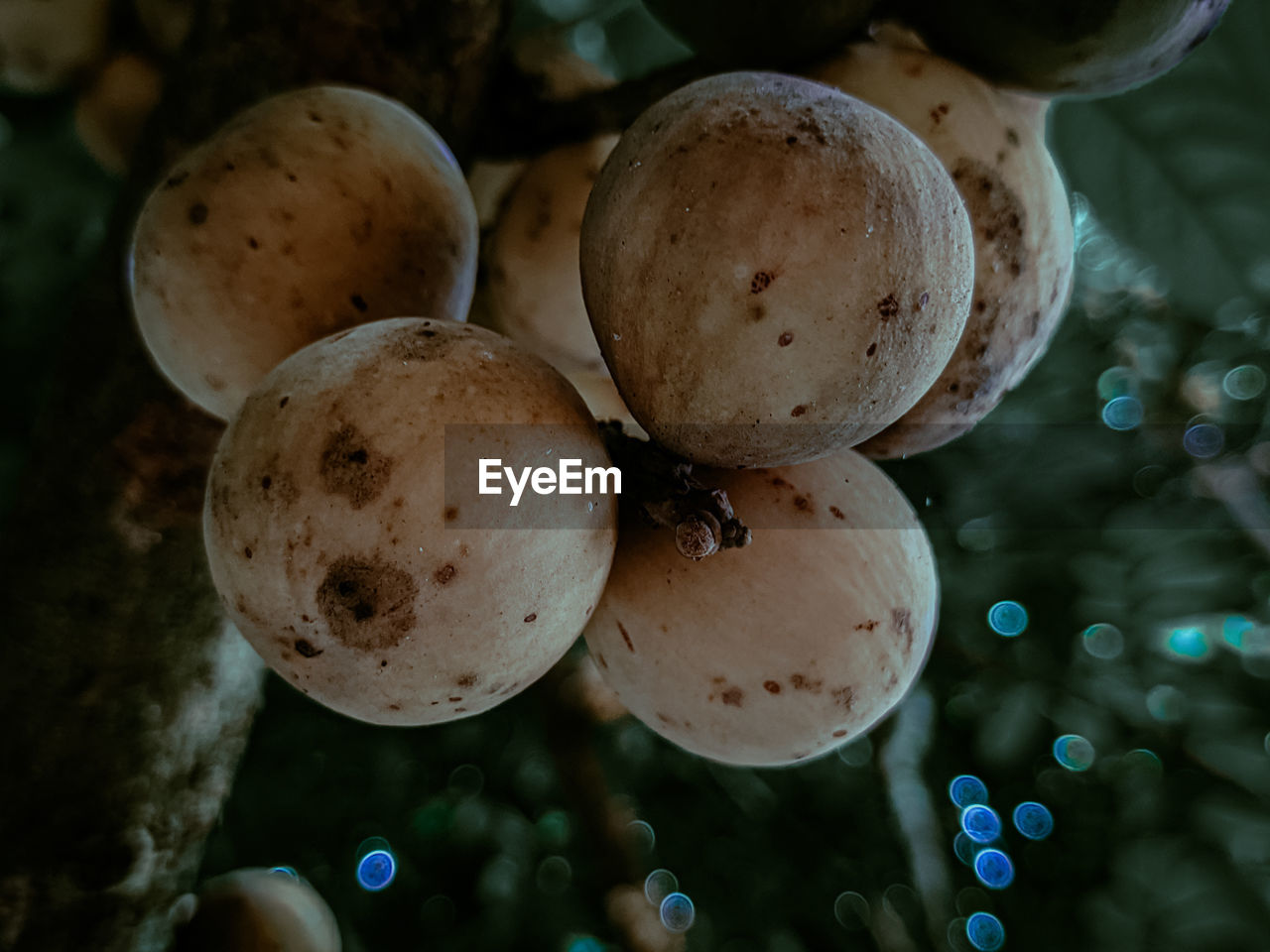 HIGH ANGLE VIEW OF FRUITS ON TREE