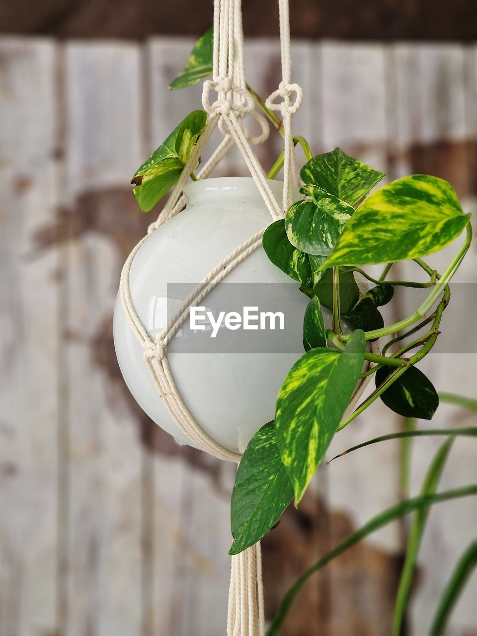 green, leaf, plant part, food and drink, food, plant, nature, flower, herb, no people, focus on foreground, indoors, freshness, produce, hanging, close-up, lighting, healthy eating, branch, mint leaf - culinary, wood, wellbeing, floristry