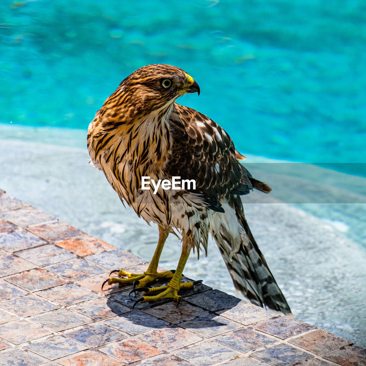 CLOSE-UP OF BIRD PERCHING ON A WATER