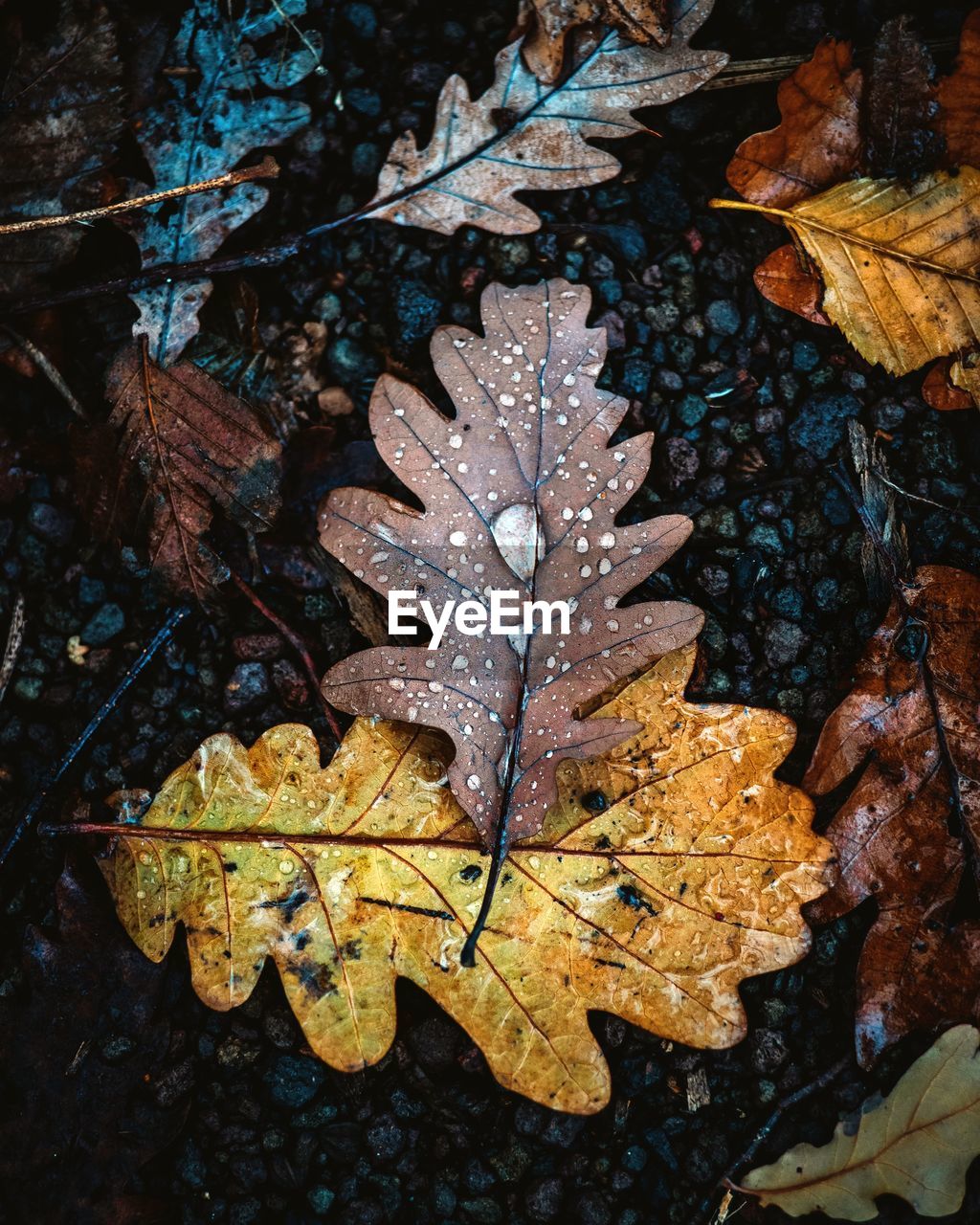 High angle view of maple leaf on wet land