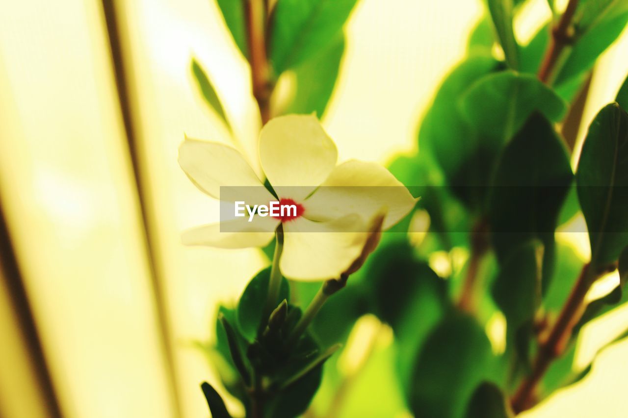 CLOSE-UP OF YELLOW FLOWER