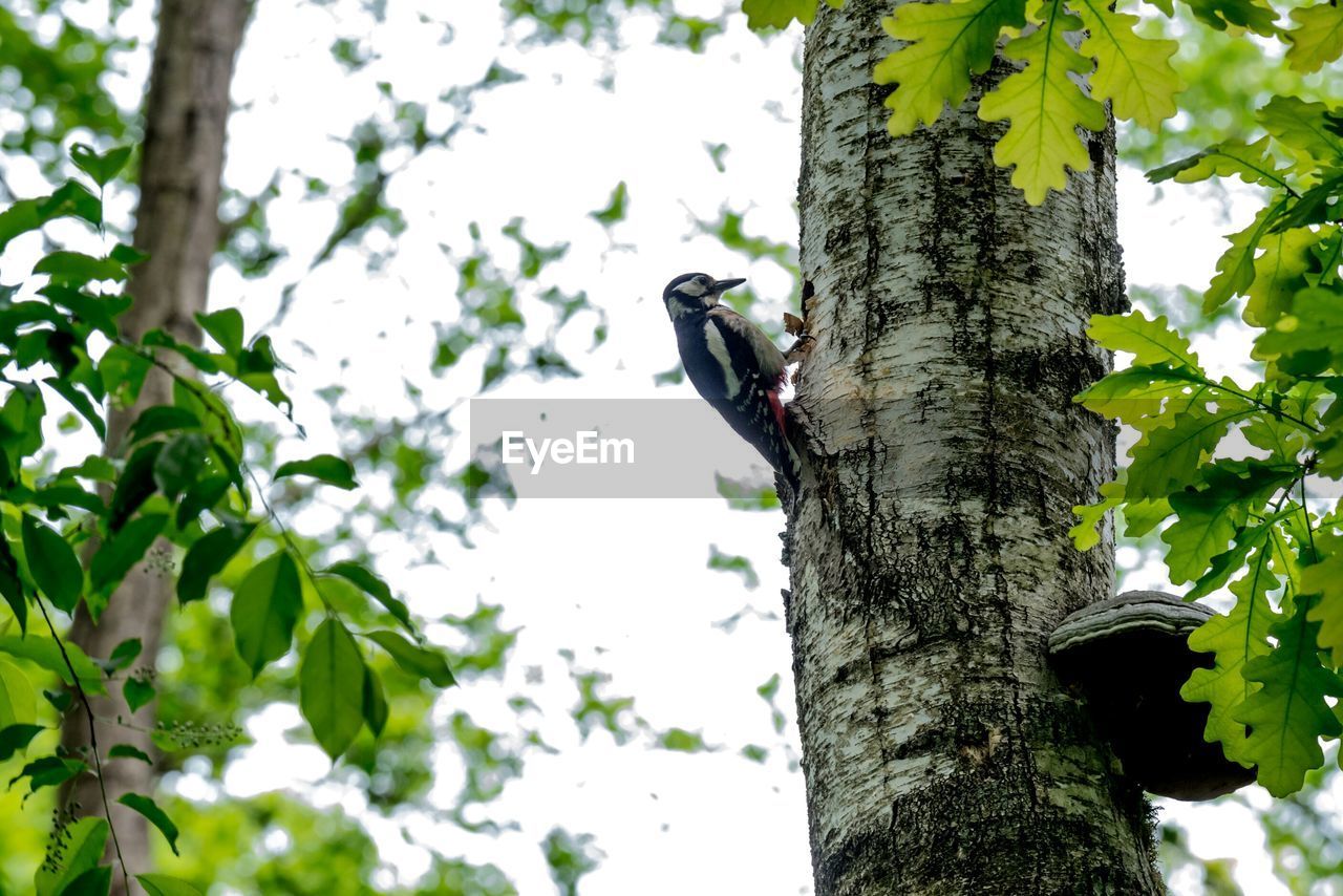 Low angle view of woodpecker on tree